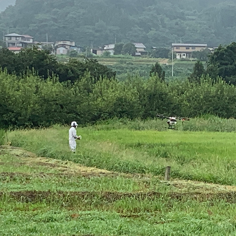 はえぬき米のカメムシ駆除とりんごシナノレッドの初出荷