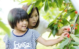 サクランボのご注文を賜り中(^^♪